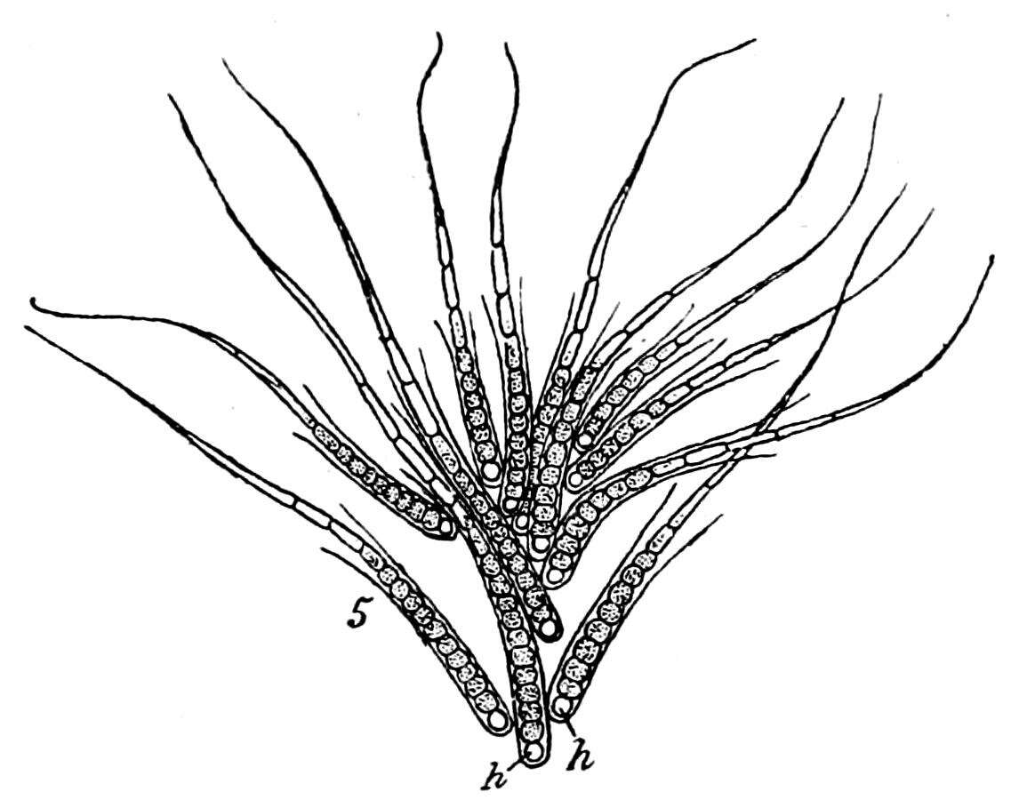 Image of Rivularia C. Agardh ex Bornet & Flahault 1886