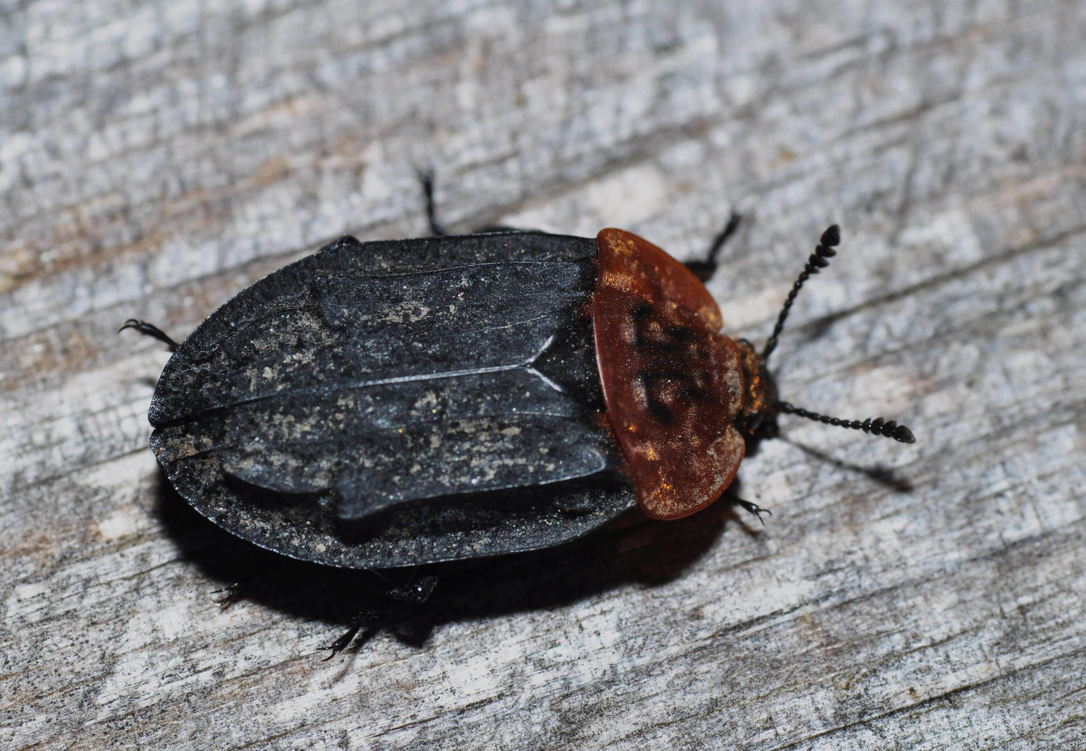 صورة Oiceoptoma thoracicum (Linnaeus 1758)