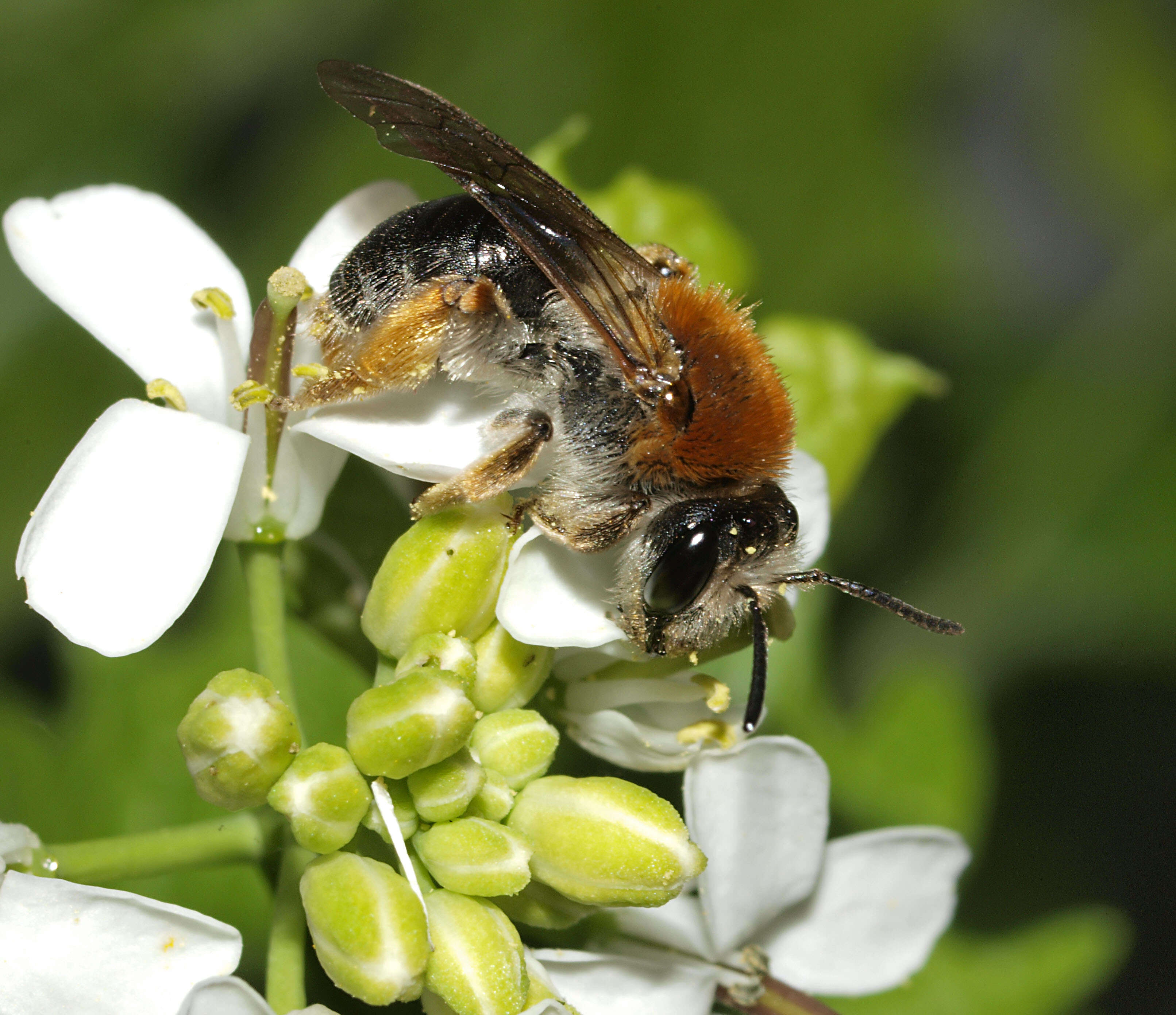 Image of early mining bee