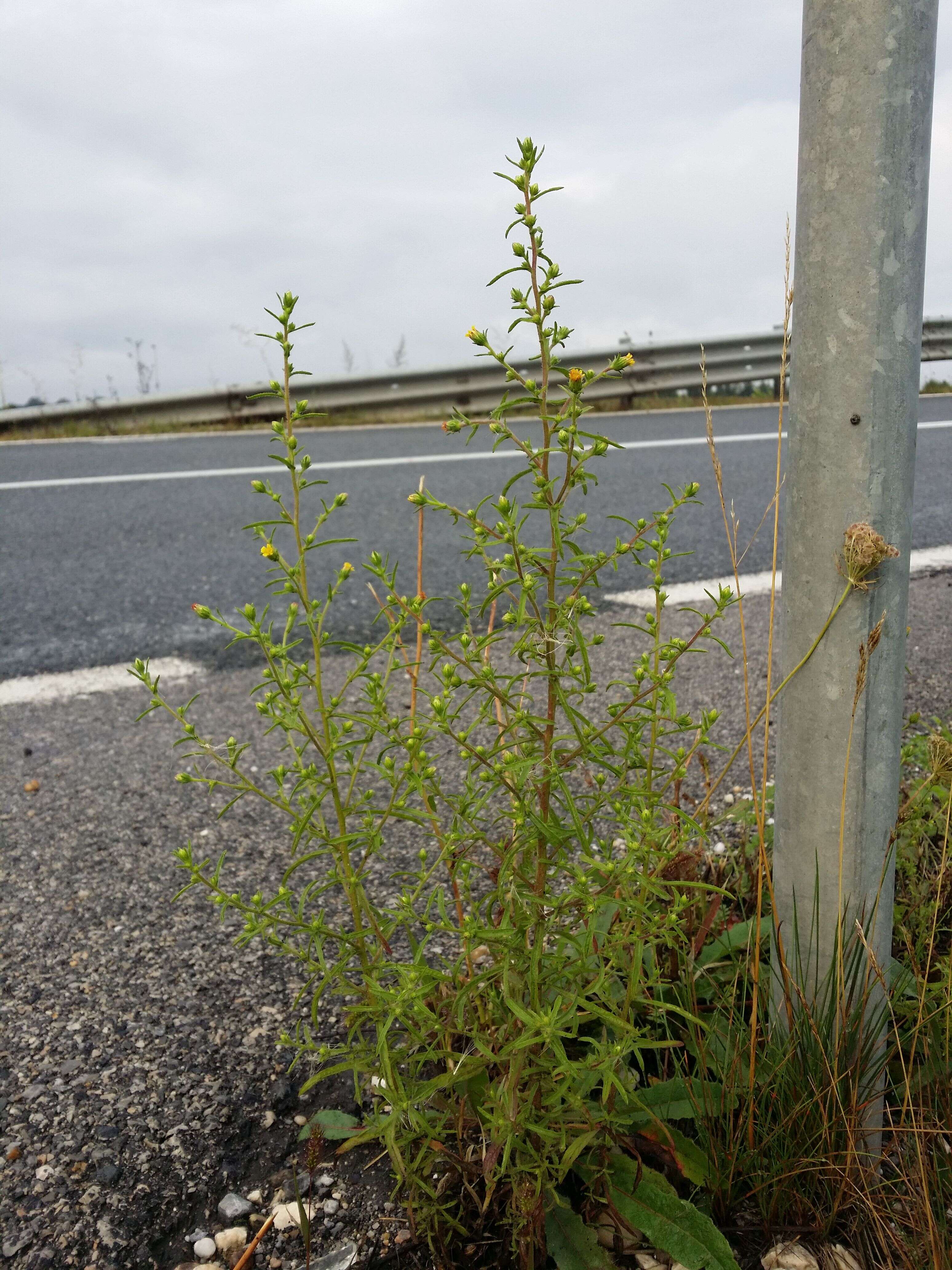 Image of stink aster