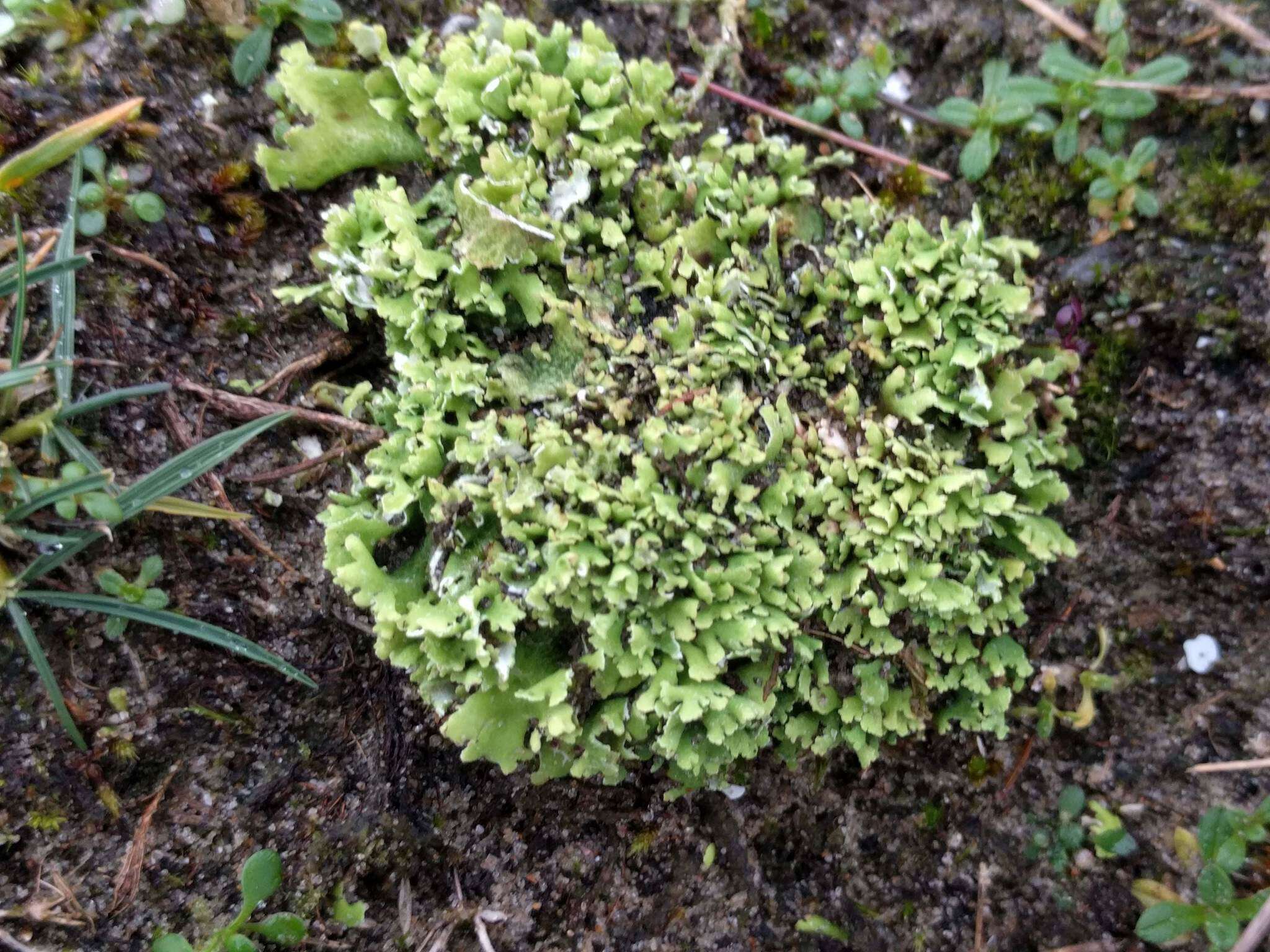 Image of Cladonia foliacea (Huds.) Willd.