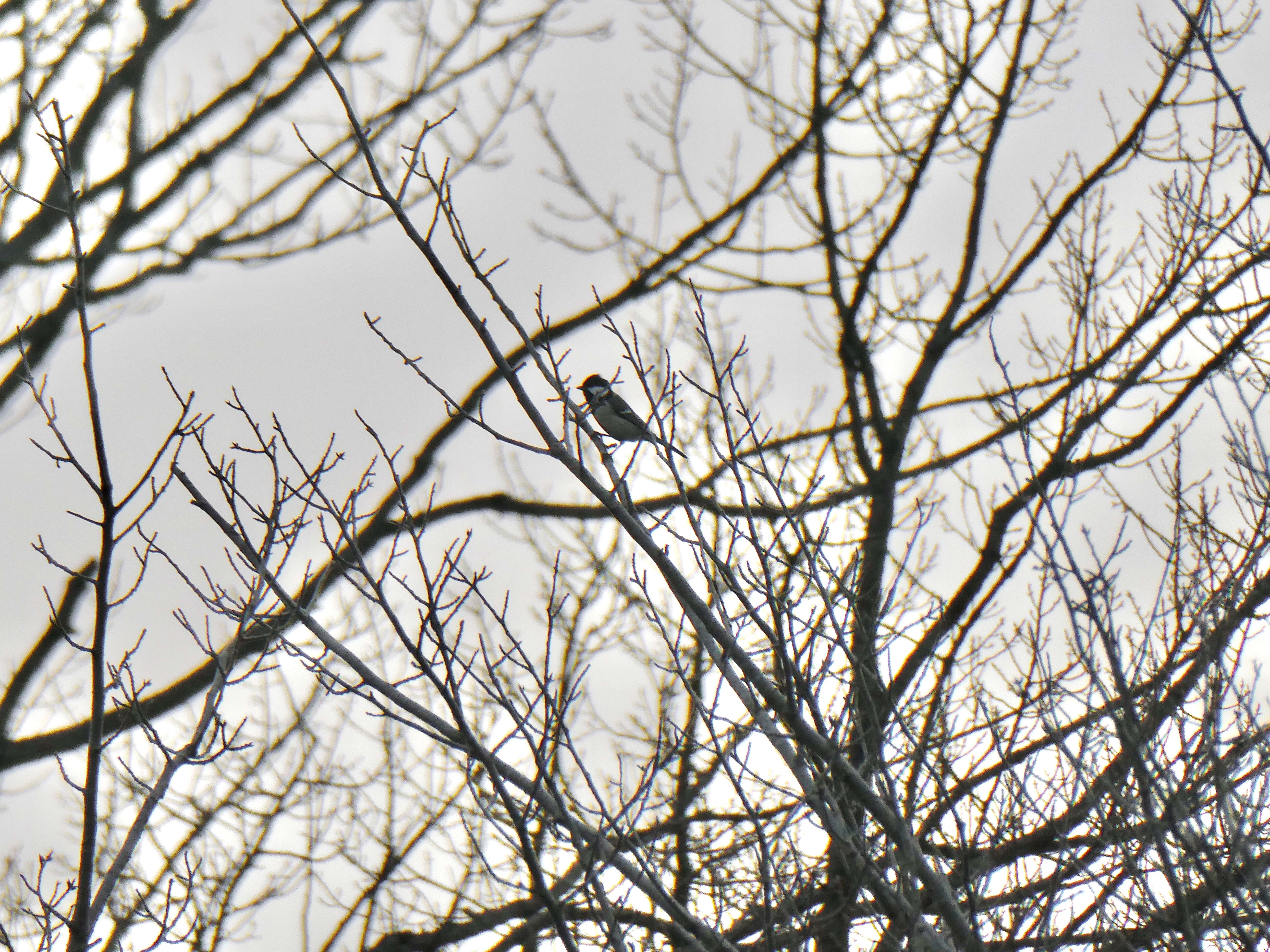 Image of Japanese Tit