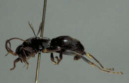 Image of rhopalosomatid wasps