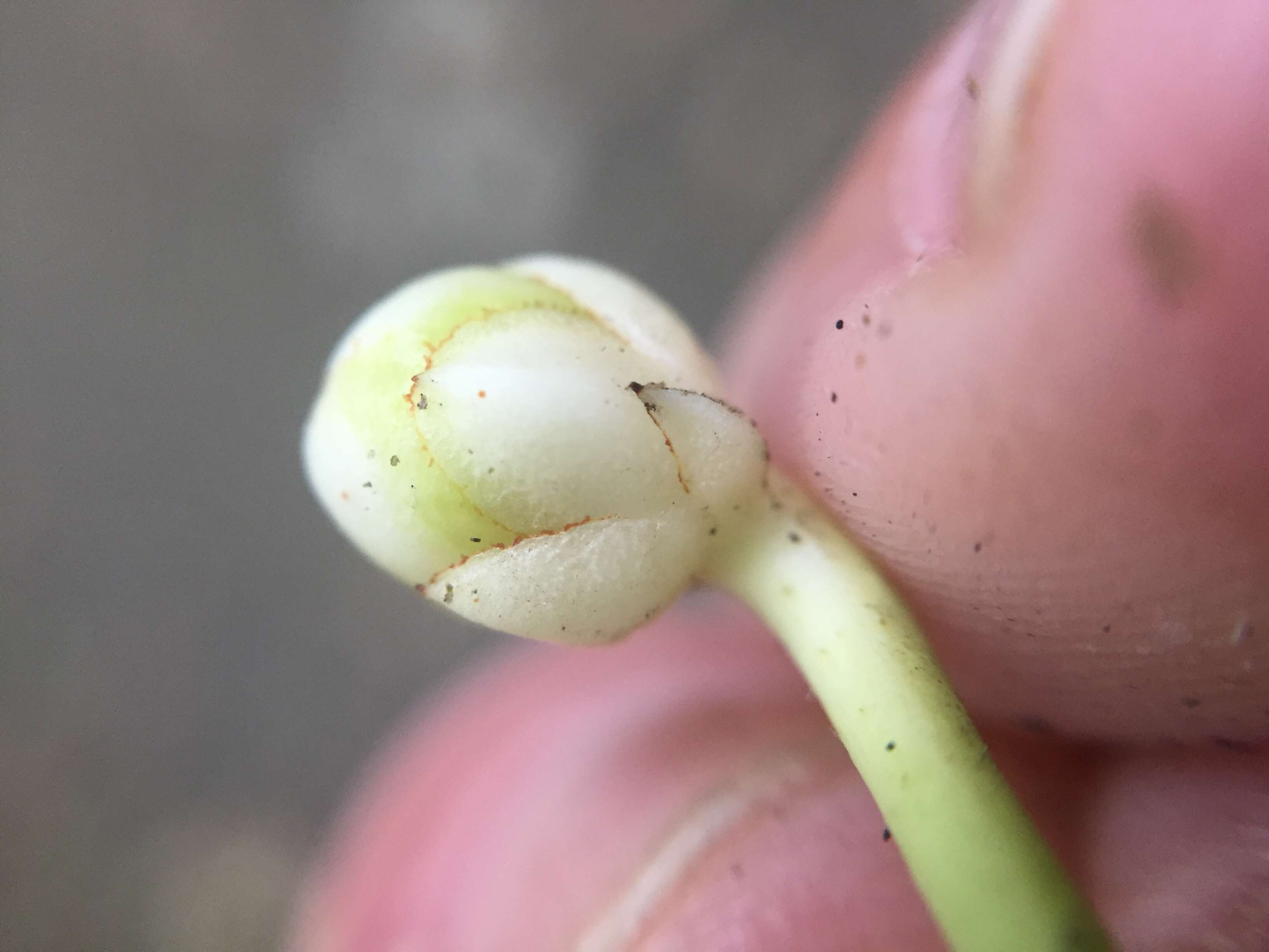 Image of Ternstroemia gymnanthera (Wight & Arn.) Sprague