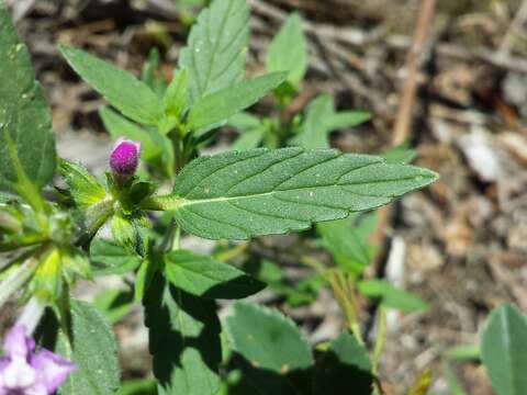 Imagem de Galeopsis ladanum L.