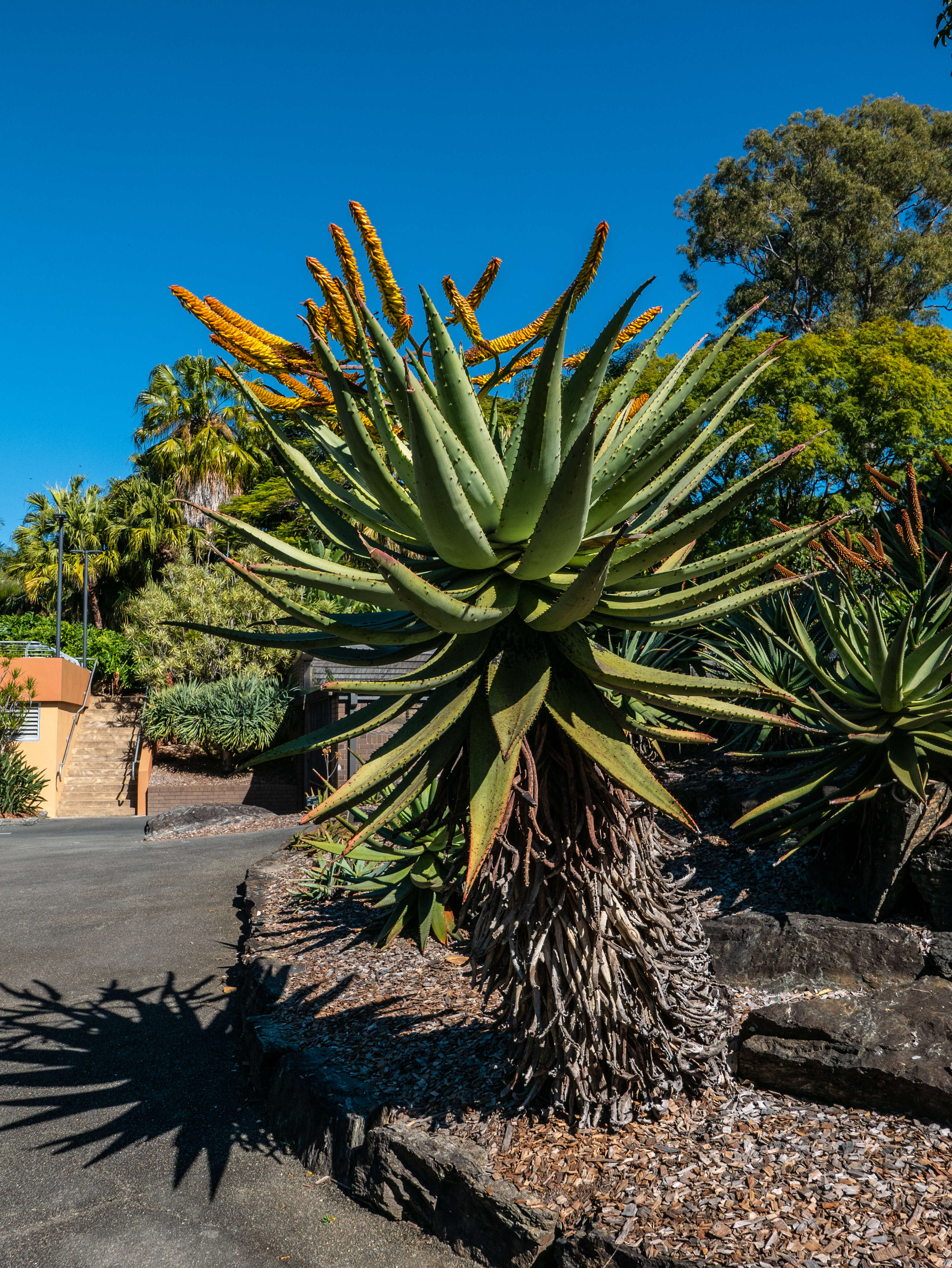 Image of Mountain aloe