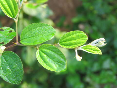 Image of Indian Jujube