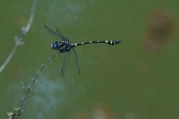 صورة Ictinogomphus rapax (Rambur 1842)