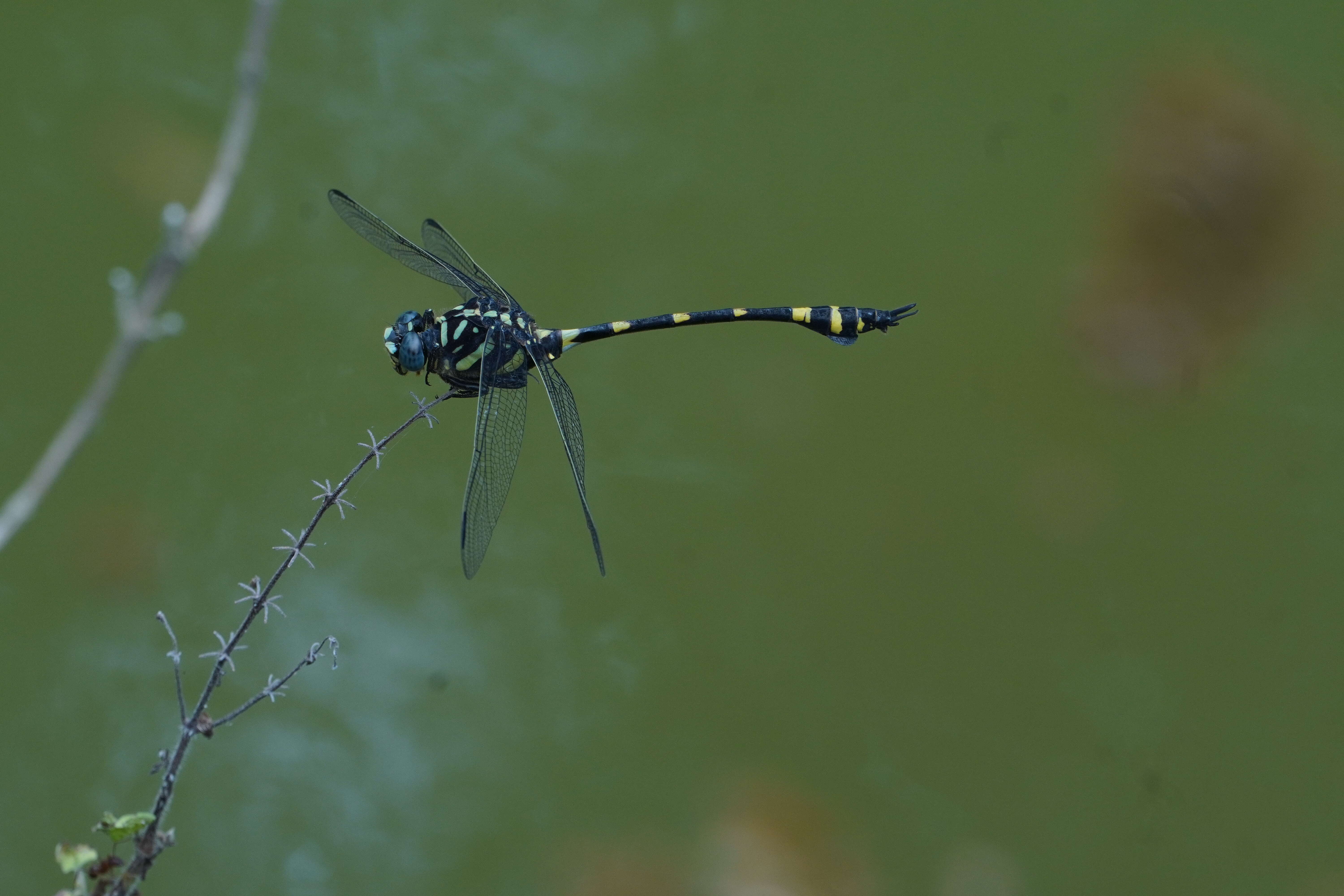 صورة Ictinogomphus rapax (Rambur 1842)