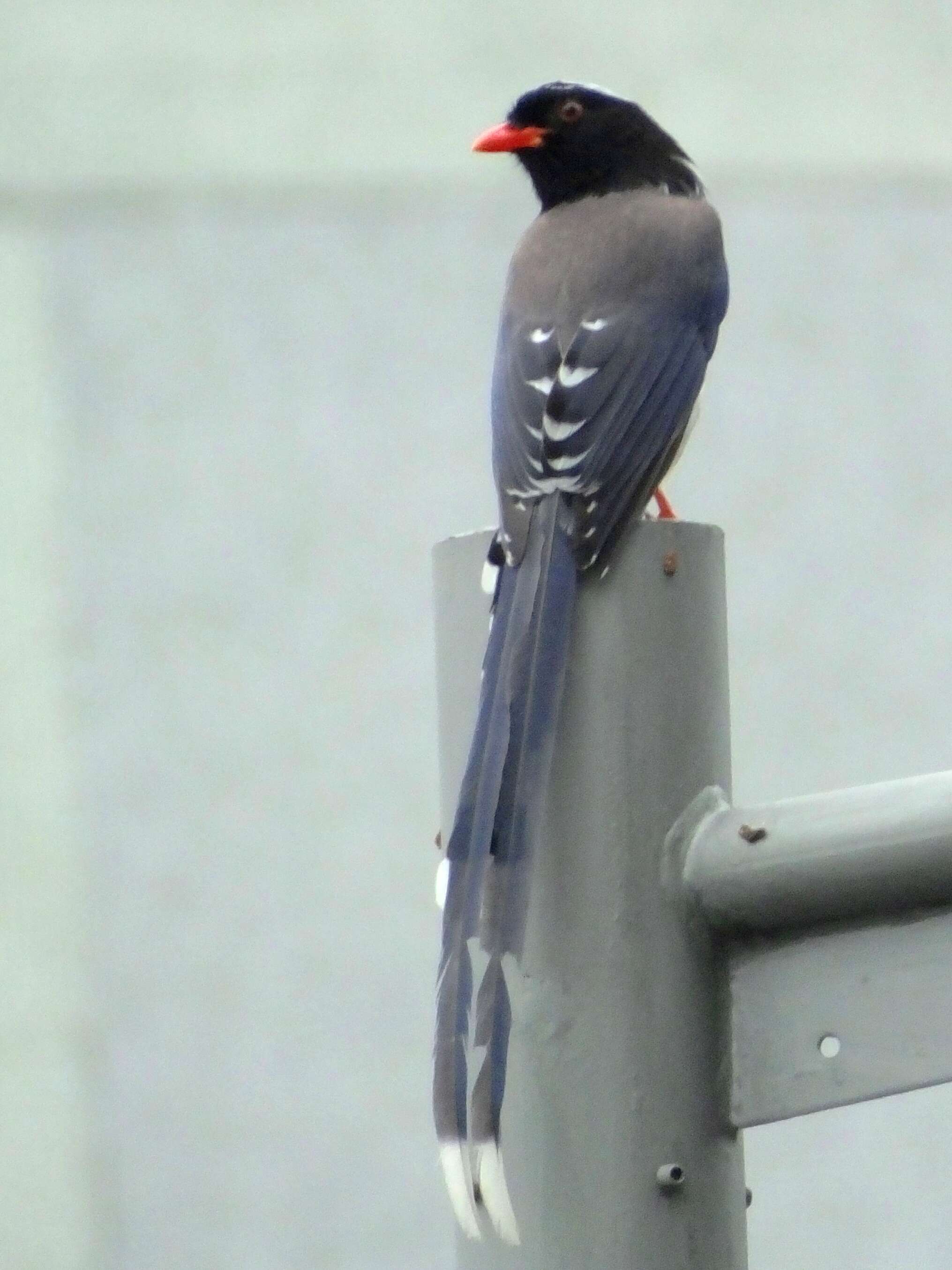 Image of Blue Magpie