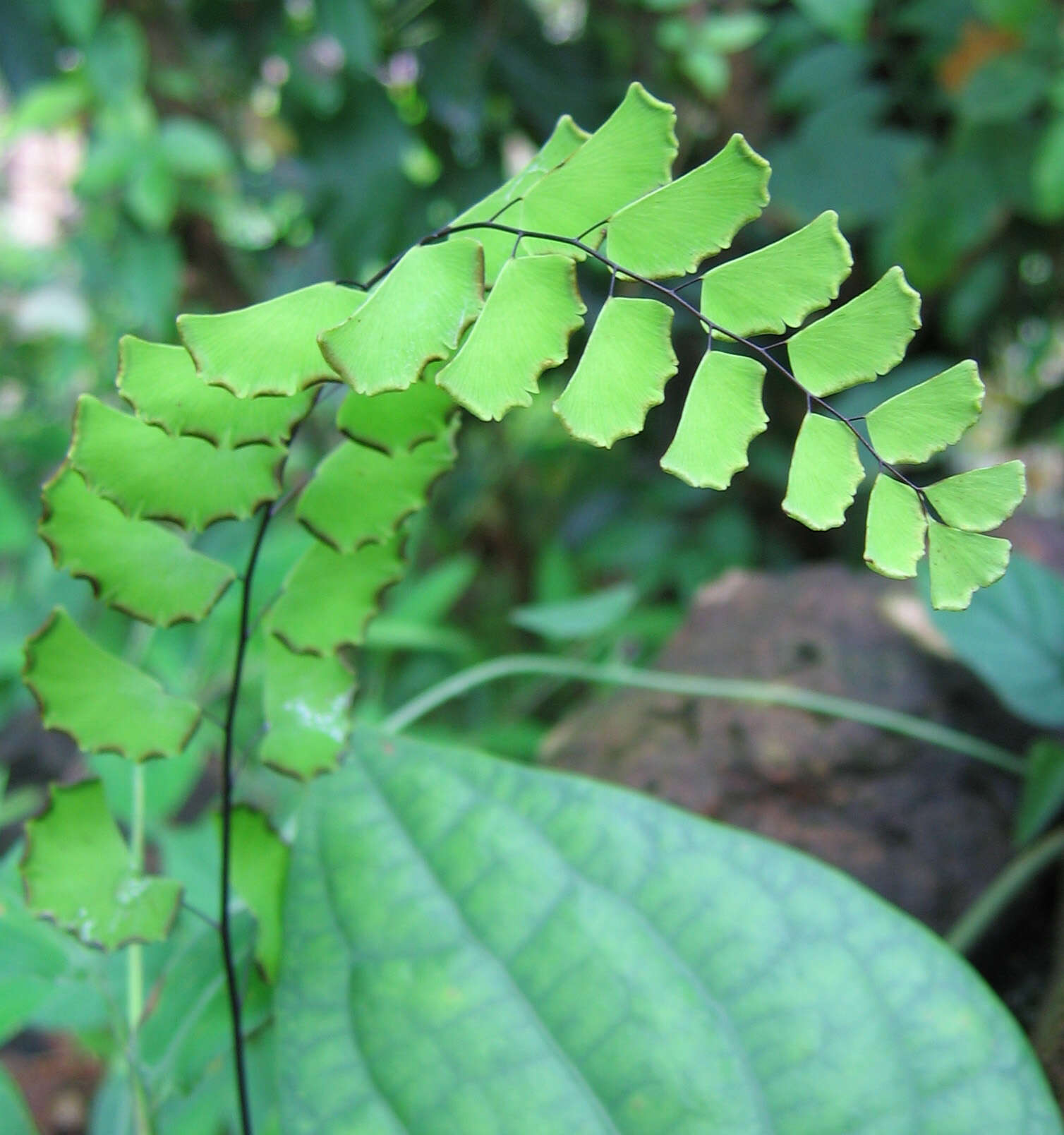 Image of Adiantum philippense L.