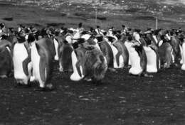 Image of King Penguin