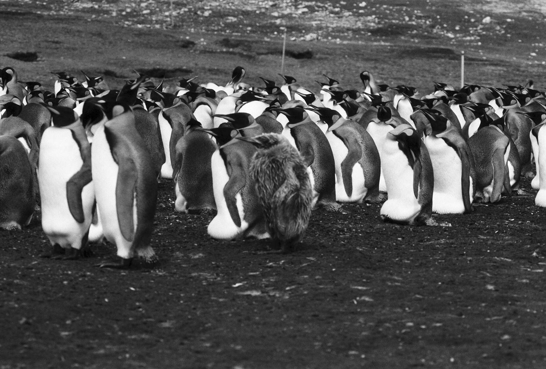 Image of King Penguin