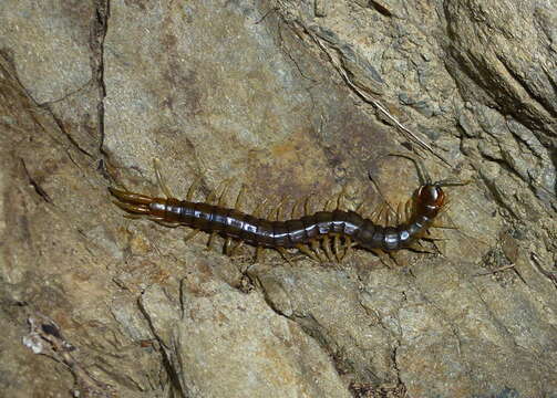 Image of Giant centipede