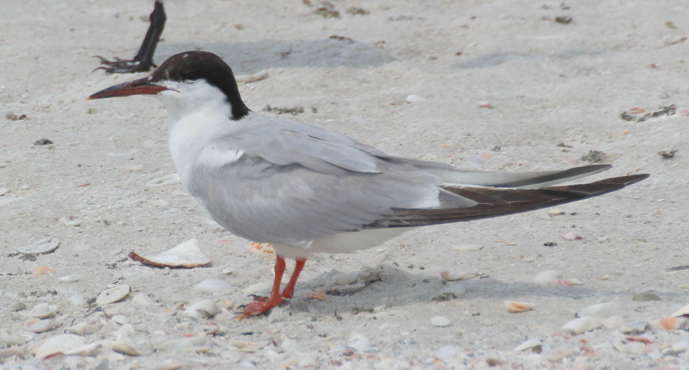 Image of Common Tern