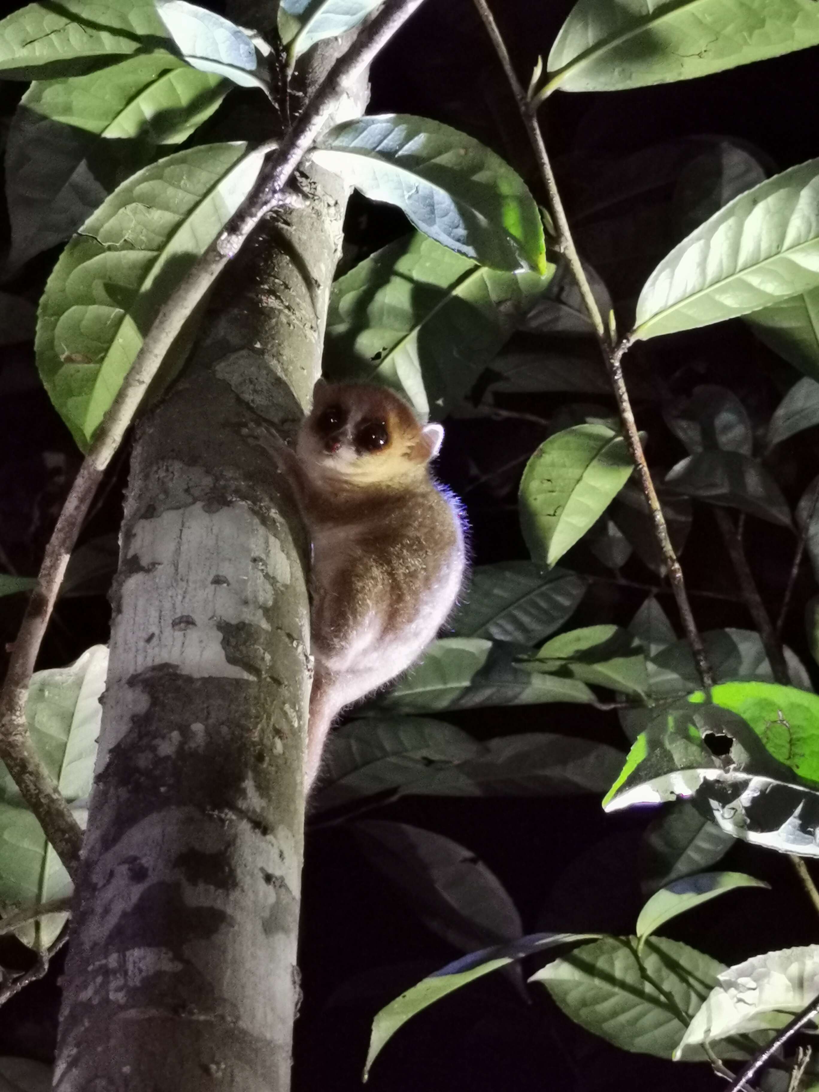 Image of Goodman's Mouse Lemur