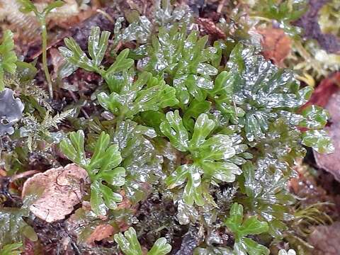 Image of Hymenophytaceae