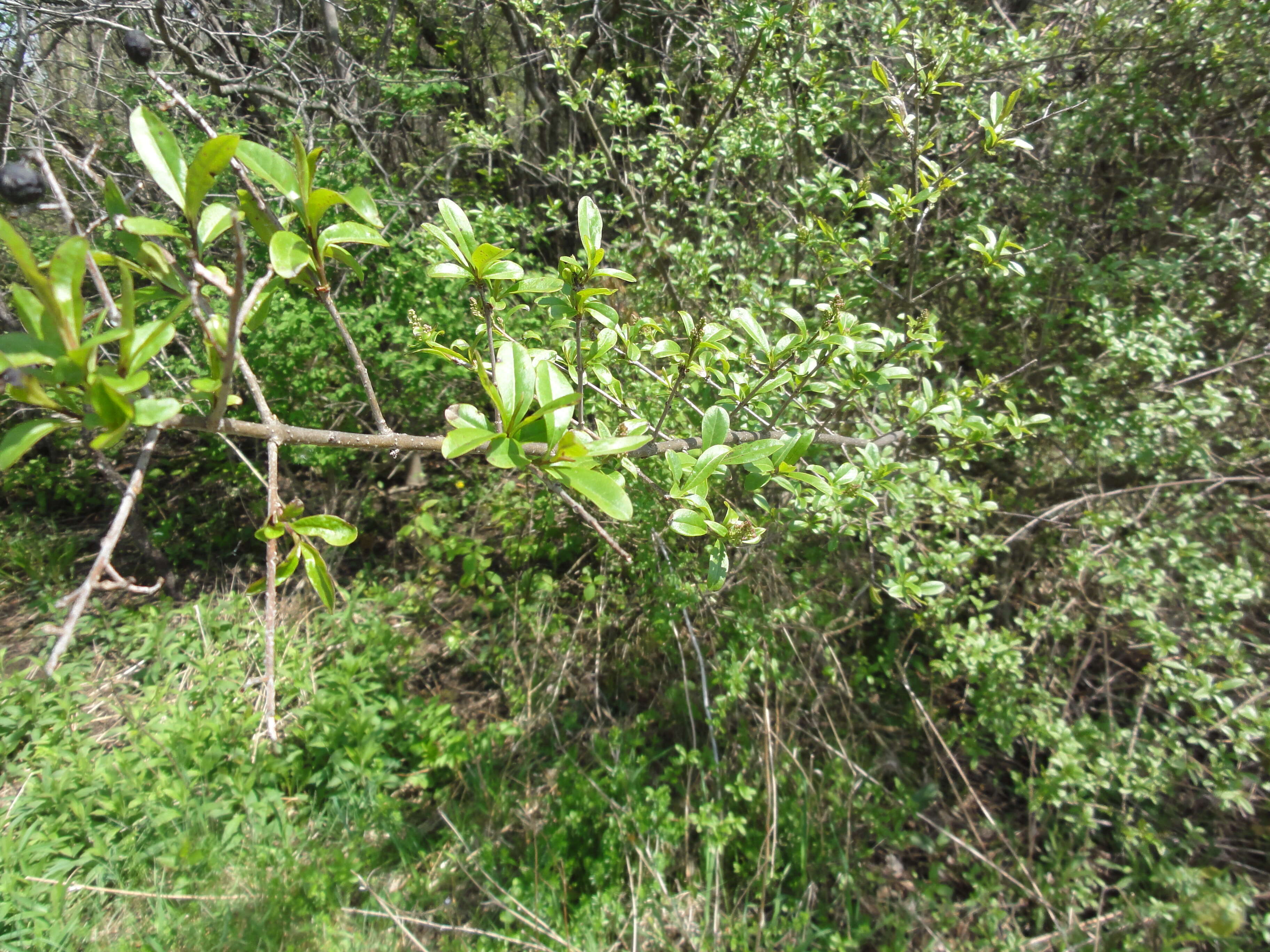 Image of privet