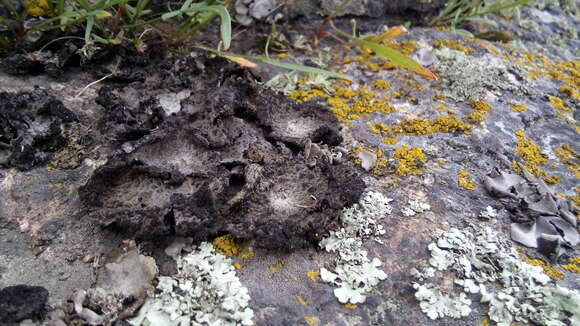 Image of blistered navel lichen