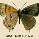 Imagem de Esakiozephyrus icana (Moore 1874)