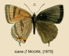 Imagem de Esakiozephyrus icana (Moore 1874)