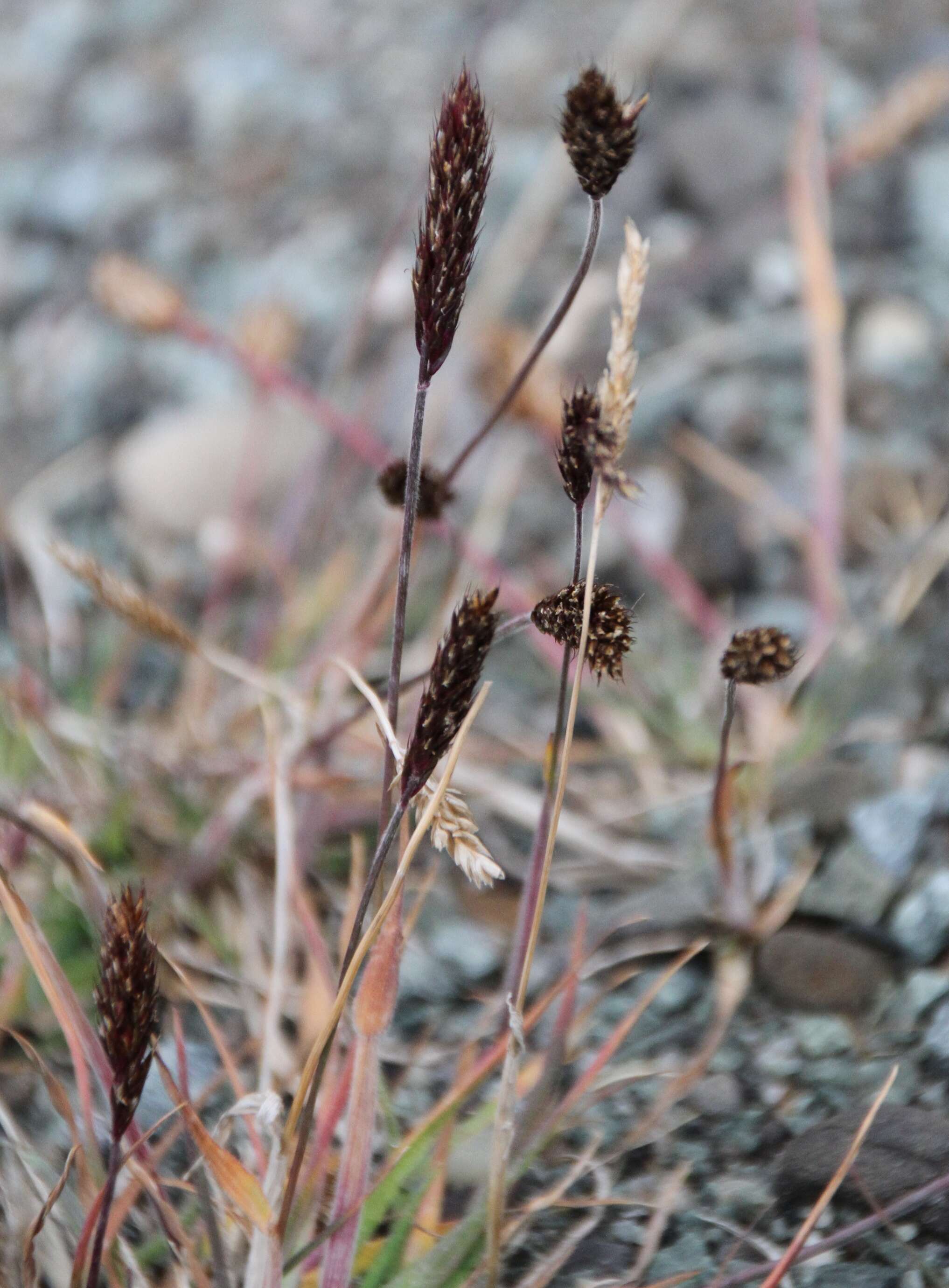 Carex fuliginosa Schkuhr resmi