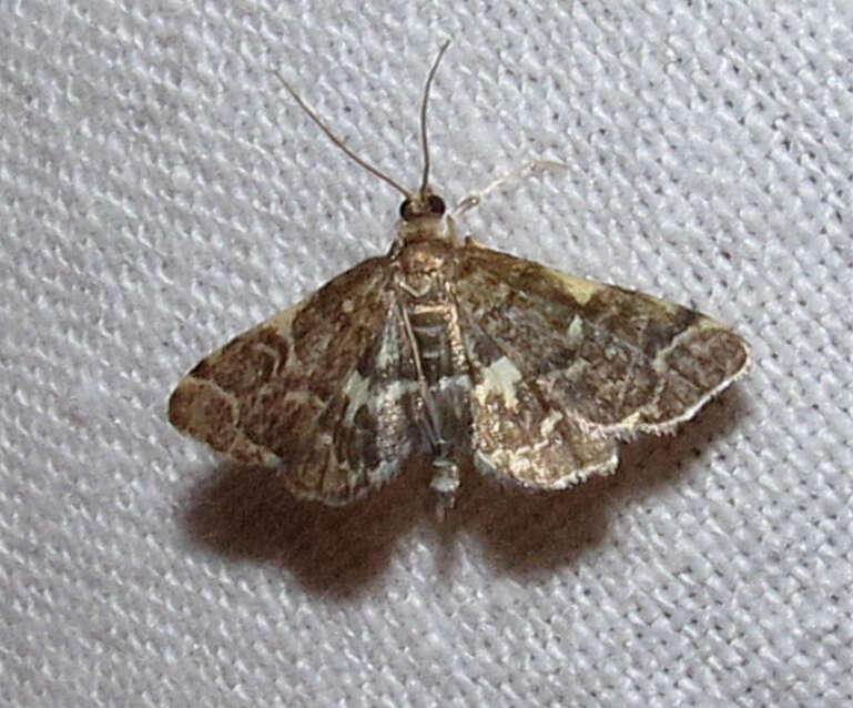 Image of Yellow-spotted Webworm Moth