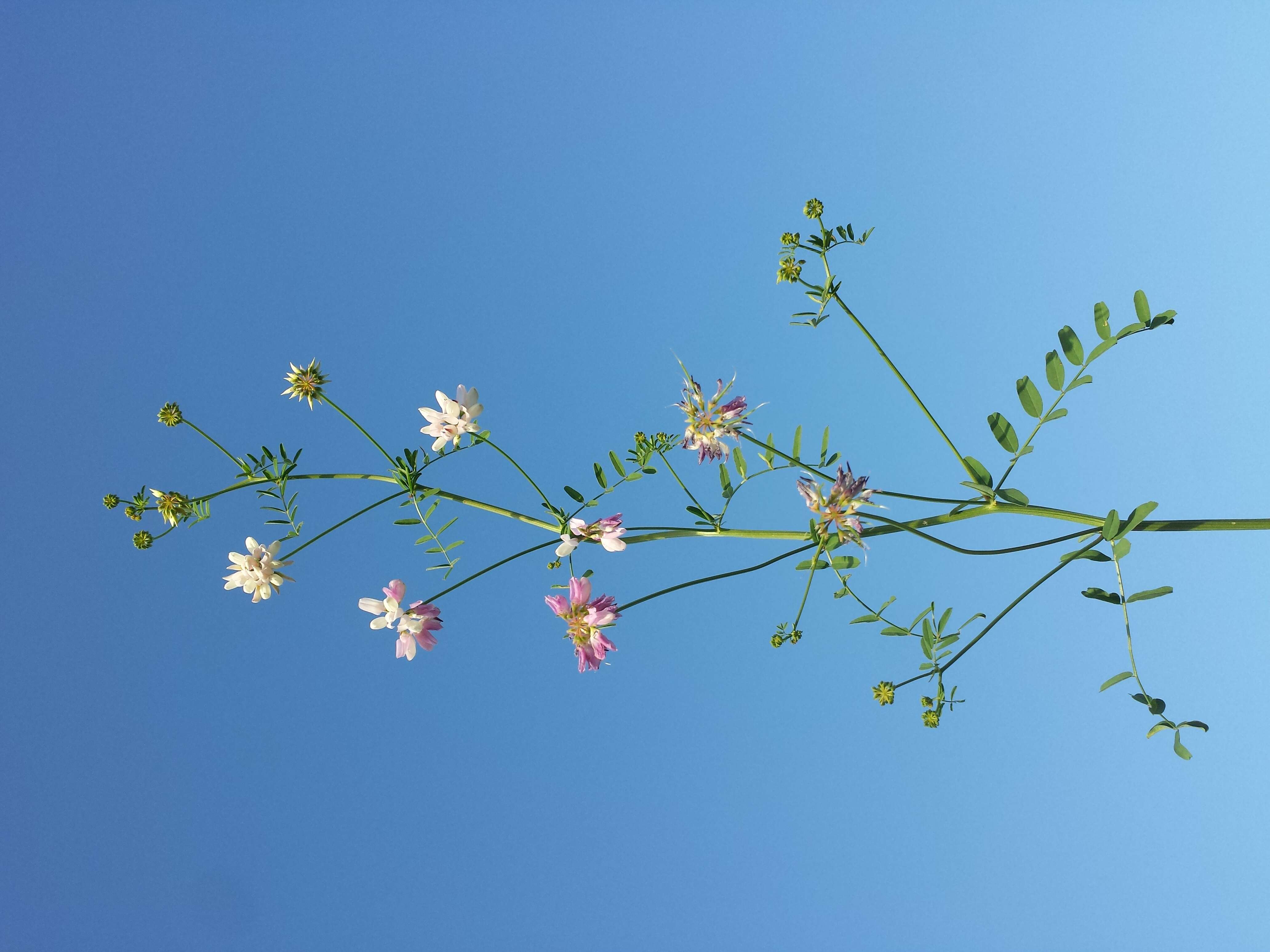 Image of crown vetch