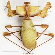 Image of giant devil's flower mantis