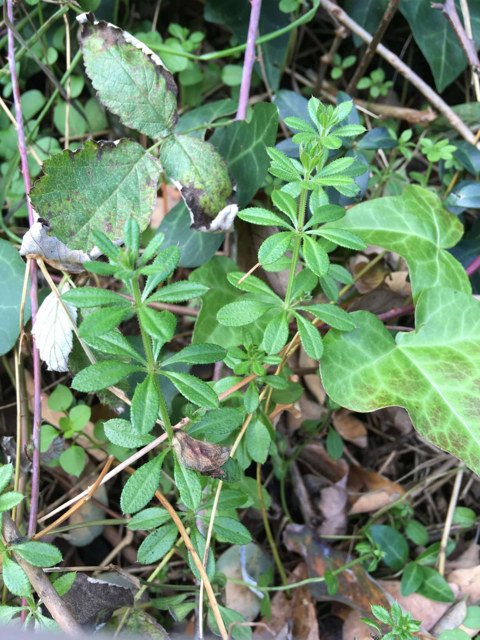 Plancia ëd Galium aparine L.