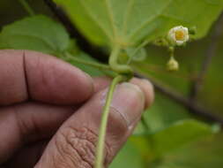 Image of Solena amplexicaulis (Lam.) Gandhi ex Saldanha & Nicolson