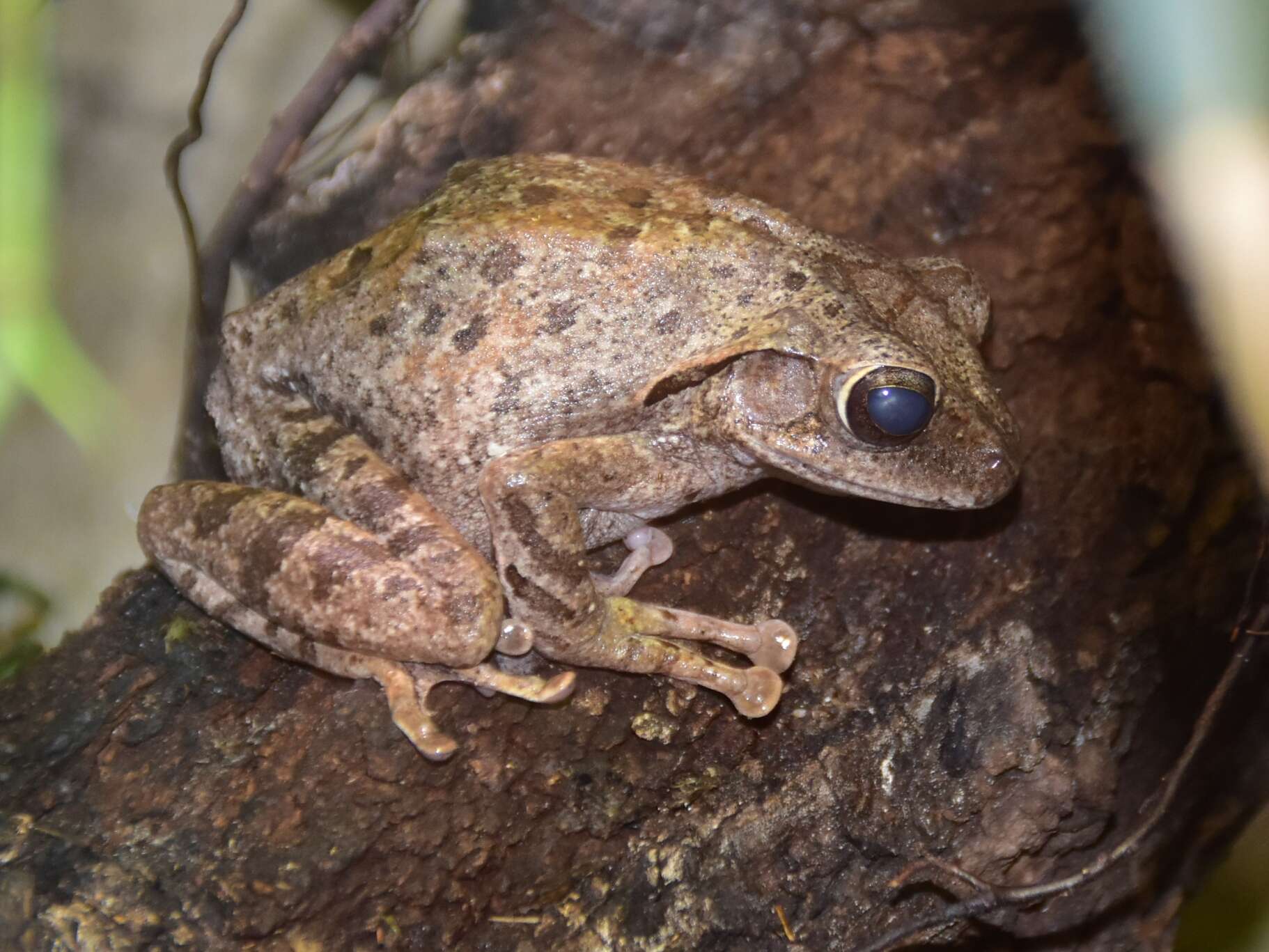 Image of Hong Kong Whipping Frog