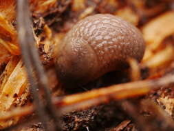 Image of hedgehog slug
