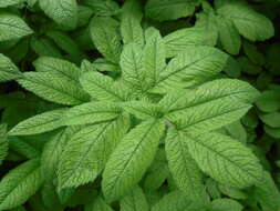 Imagem de Chaerophyllum aromaticum L.