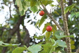 Image of Trichosanthes tricuspidata Lour.