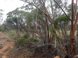 صورة Eremophila dempsteri F. Muell.