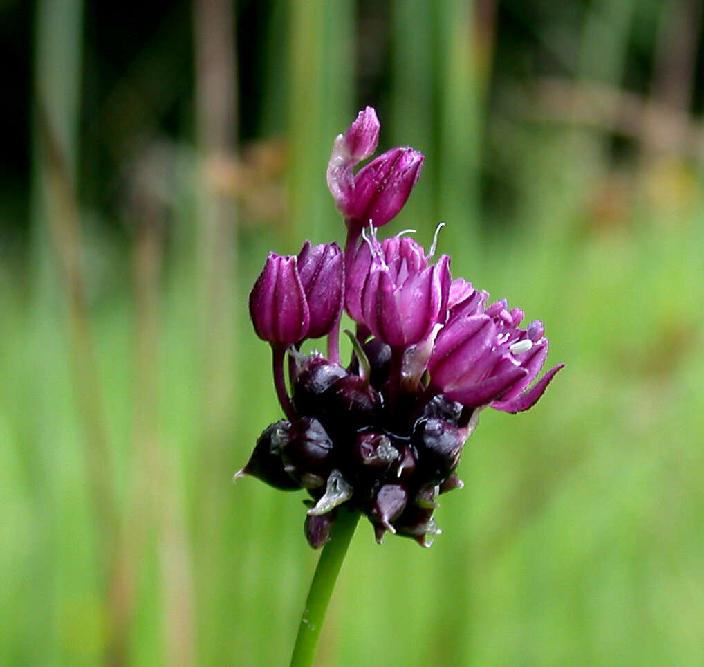 Allium scorodoprasum L.的圖片