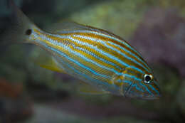 Image of Bluestriped Grunt