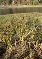 Image of seacoast bulrush