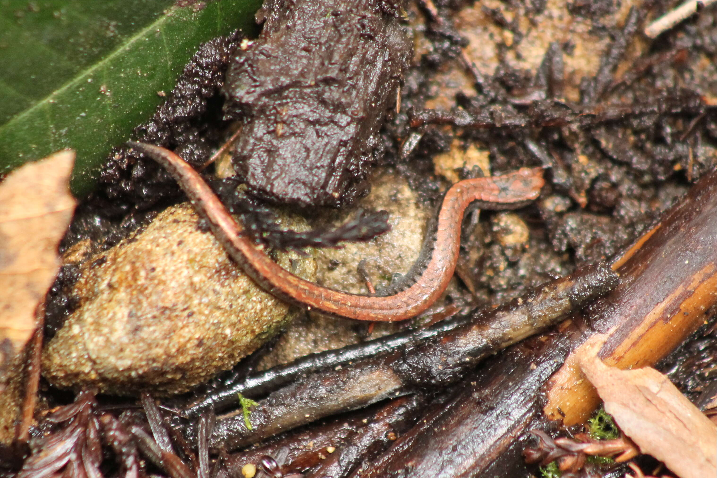 Image of California Slender Salamander