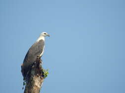 Image of White-bellied Sea Eagle