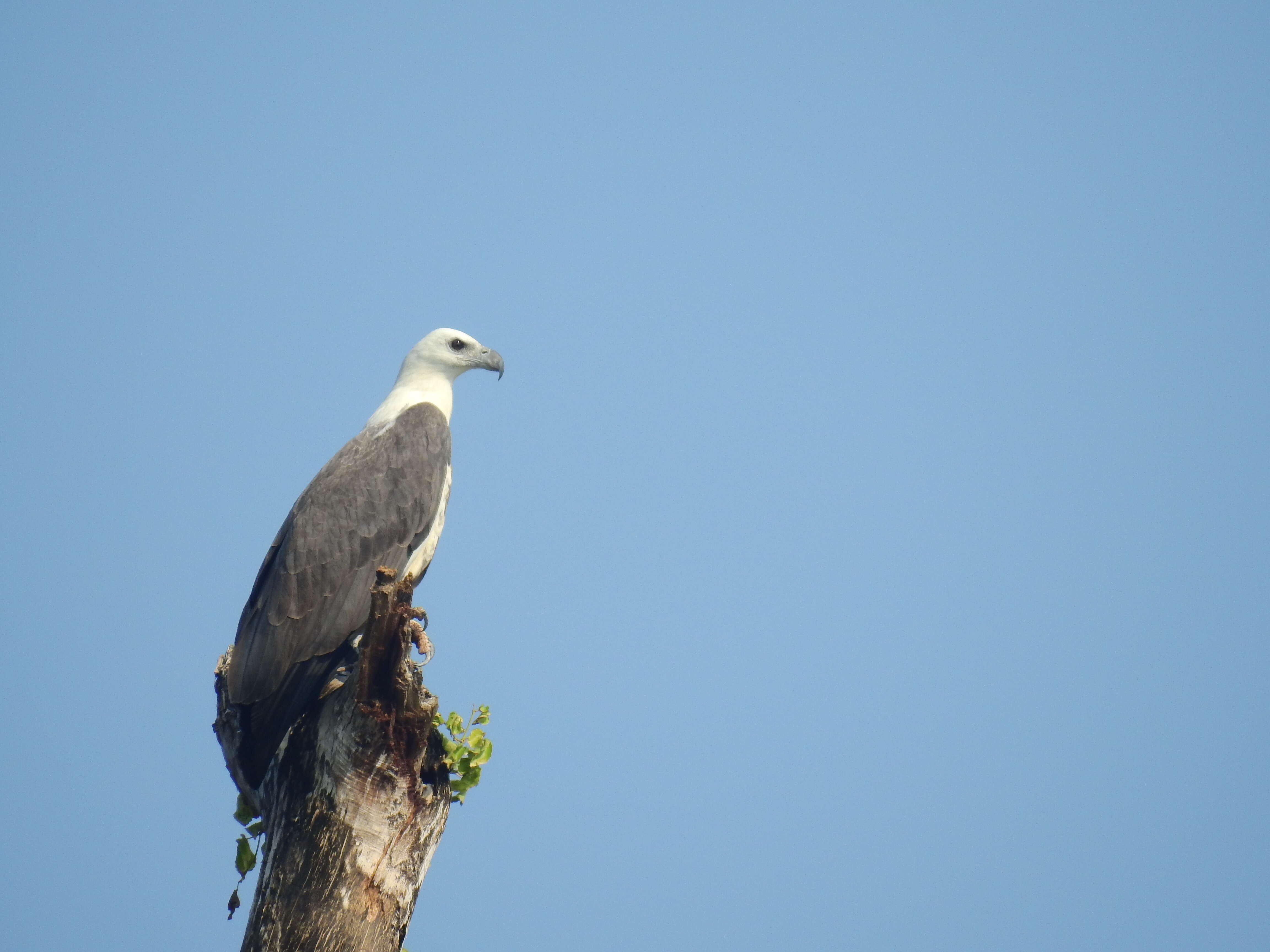 Image of White-bellied Sea Eagle