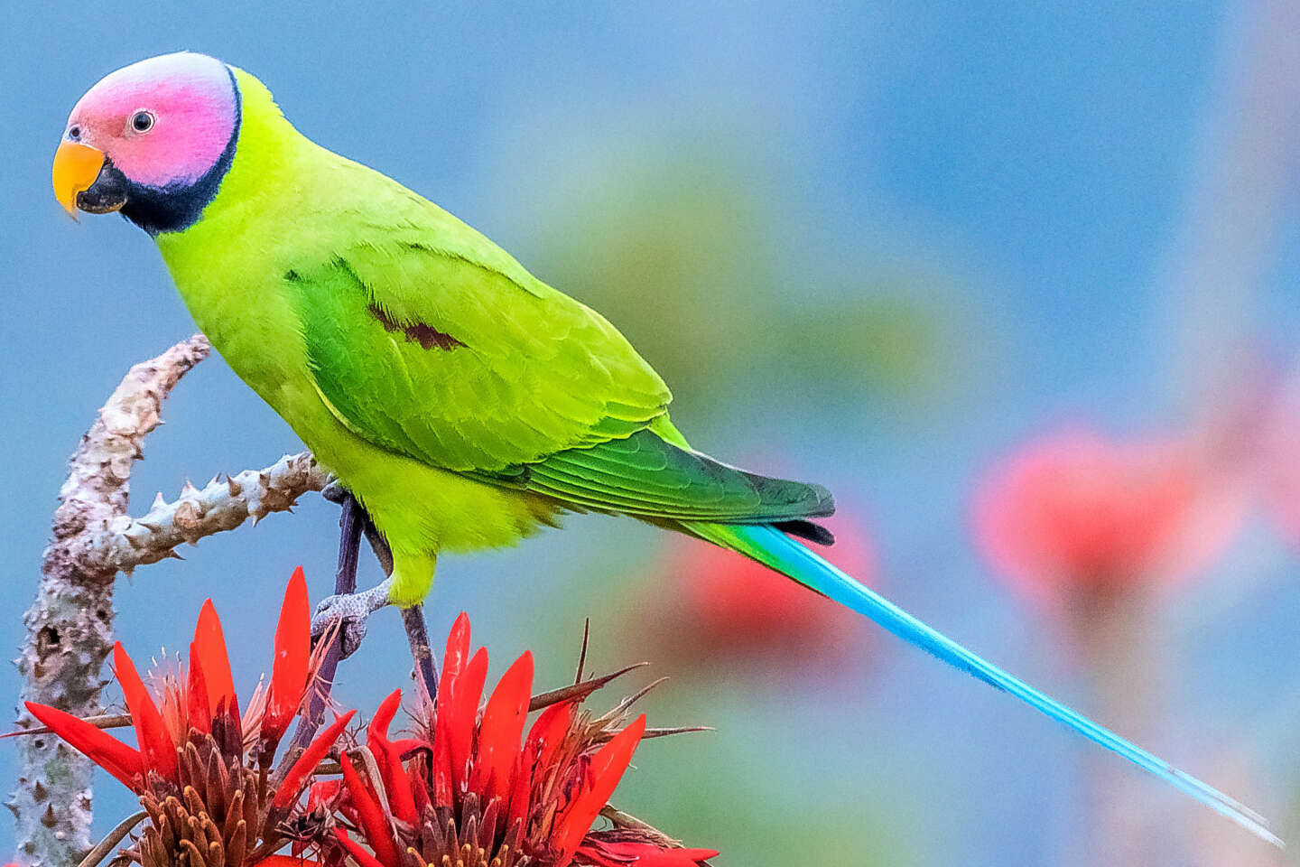 Image of Blossom-headed Parakeet