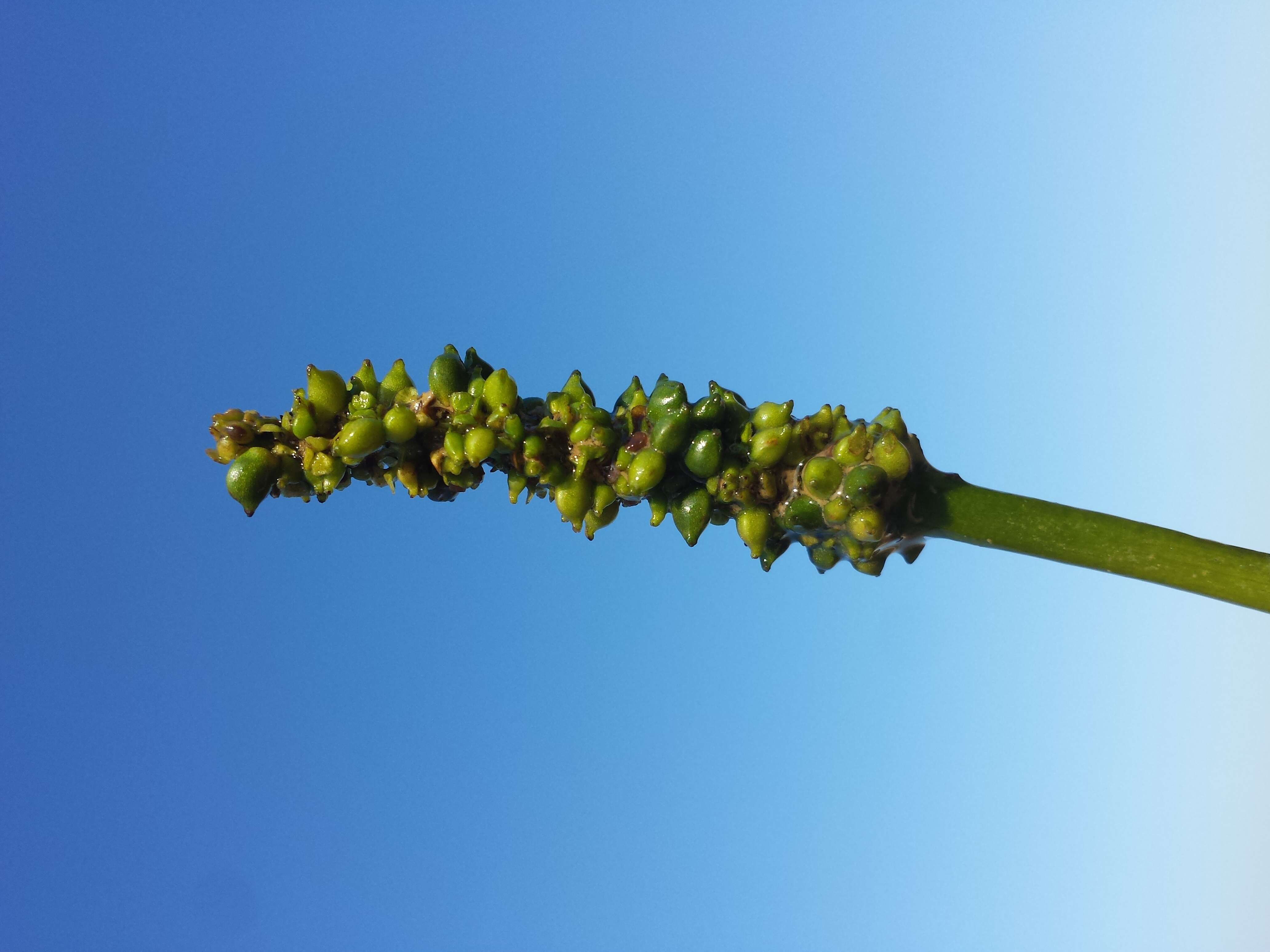 小节眼子菜的圖片