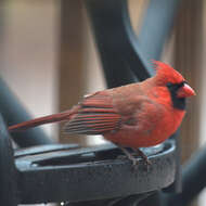 Image of Cardinalis Bonaparte 1838