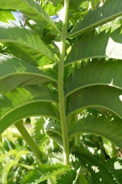 Image de Melianthus major L.