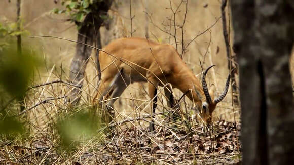 Image of Buffon’s Kob