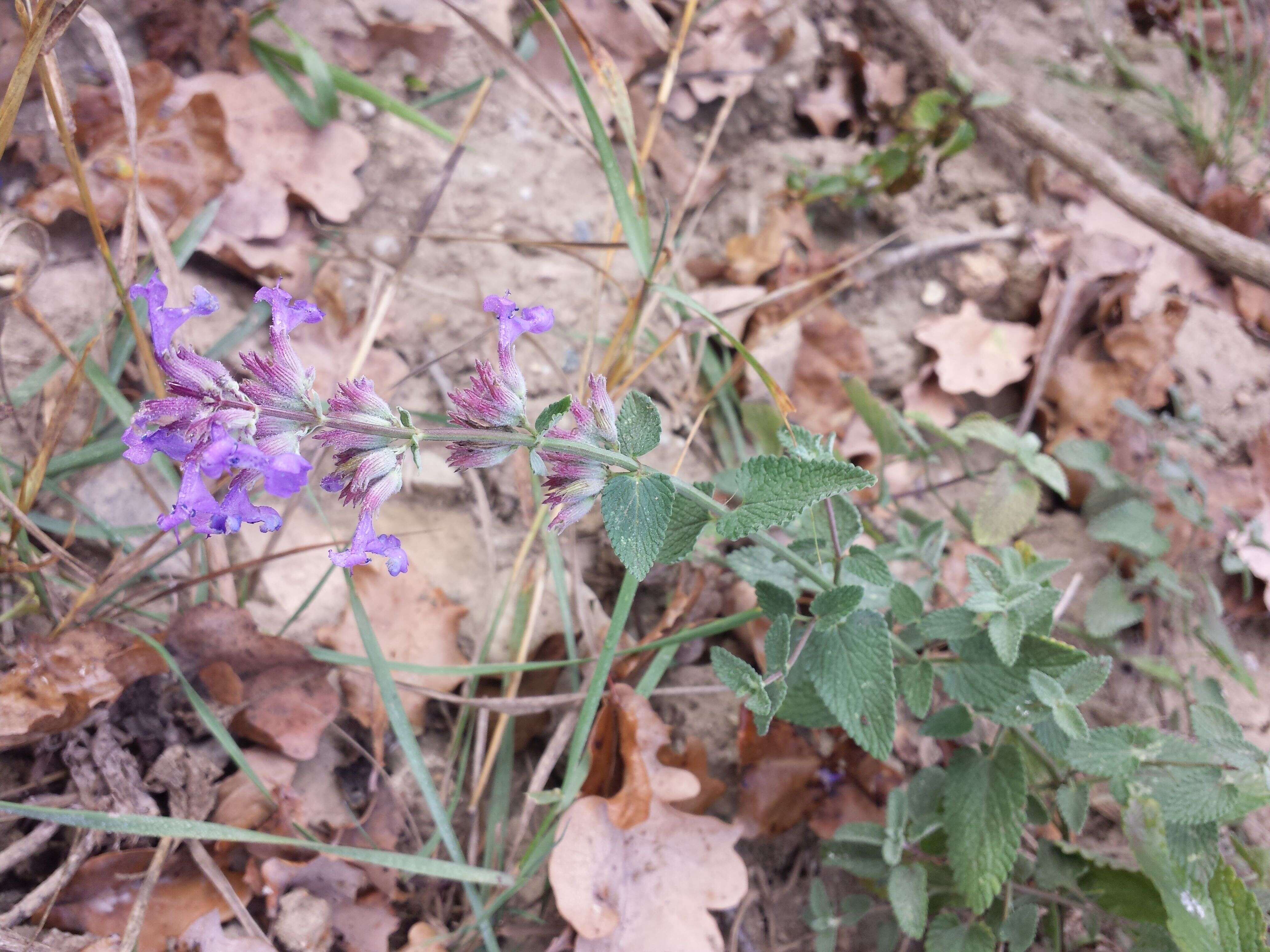 Image of raceme catnip