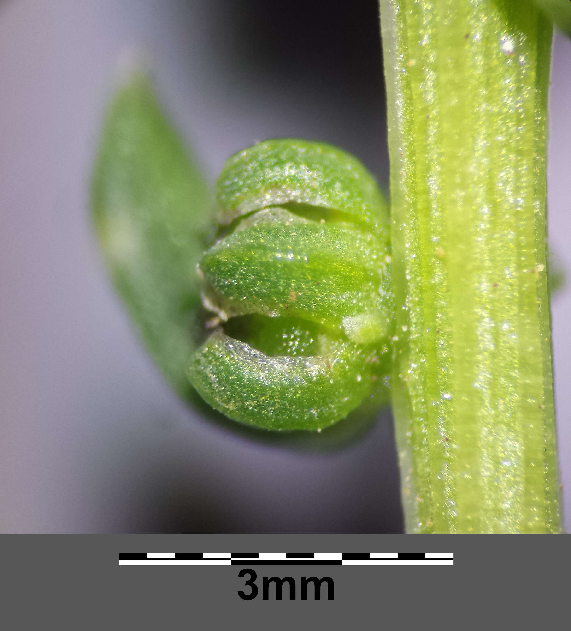 Image of sea beet