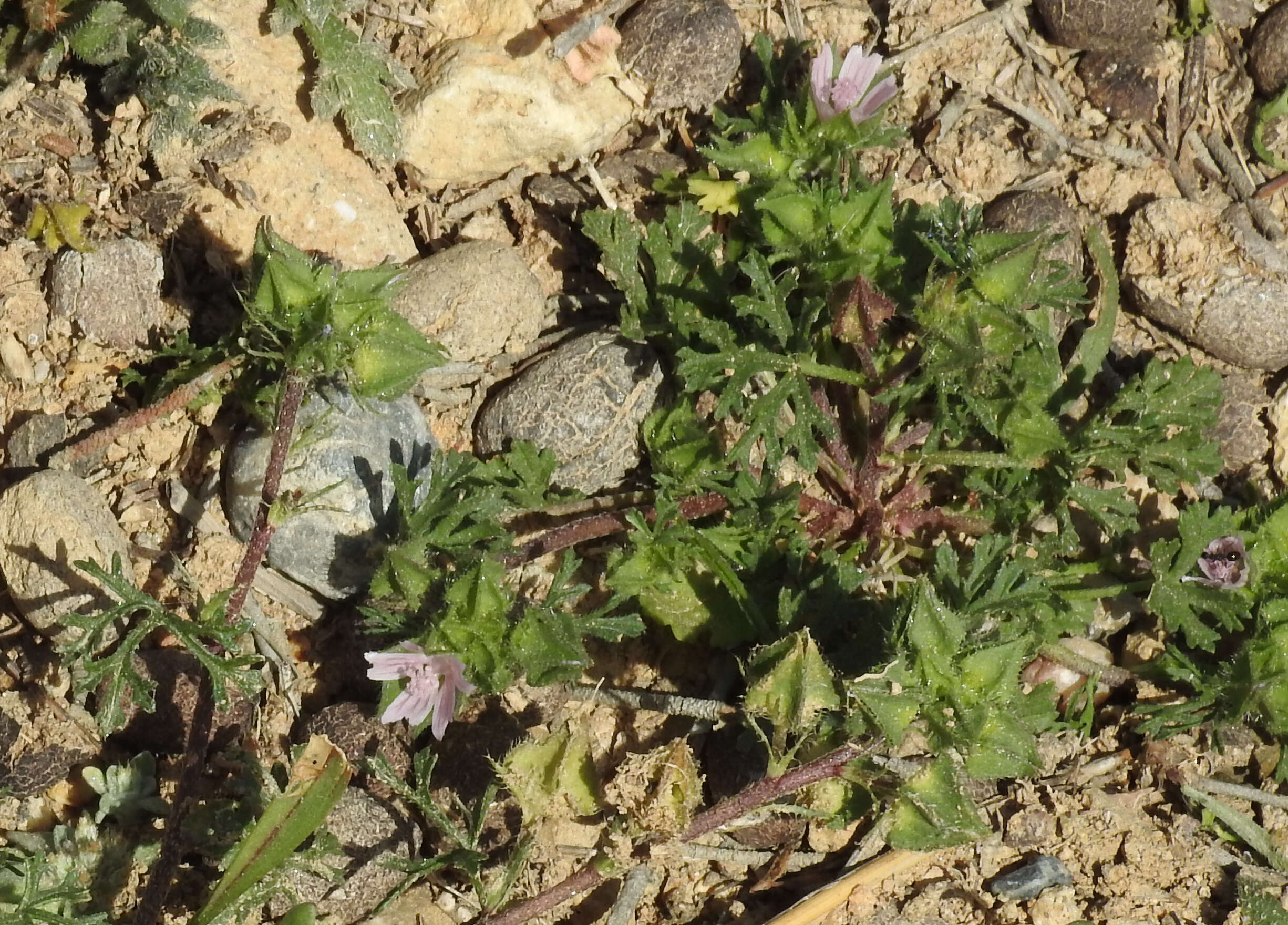 Image of Malva aegyptia L.